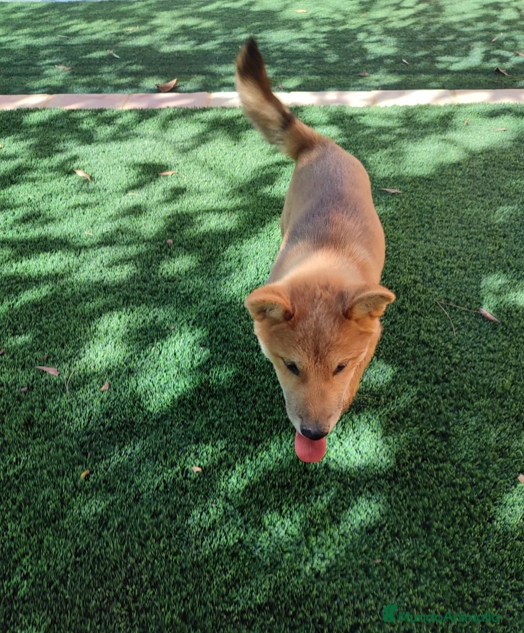Shiba Inu perros en venta: SHIBA INU - Anuncio 5