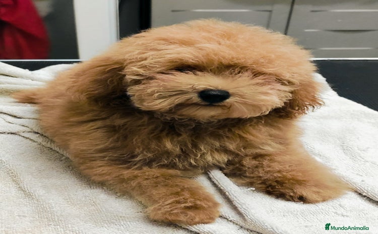 Caniche Toy perros - Anuncio 7