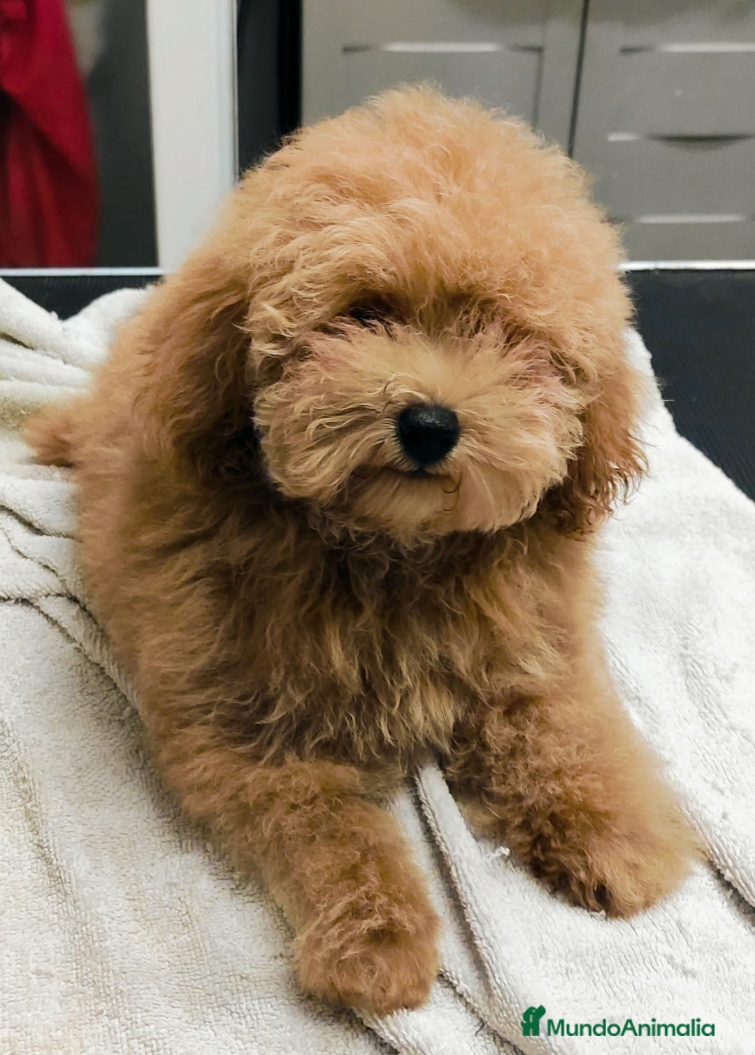 Caniche Toy perros en venta: Caniche toy rojo  - Imagen 2