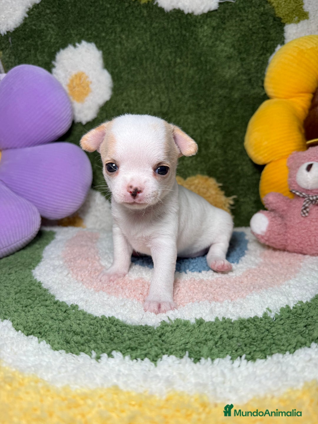 Chihuahua perros en venta: Camada de Chihuahua  - Imagen 7