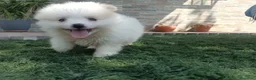 Pomerania perros en venta: Pomerania toy blancos en Madrid - Anuncio 11
