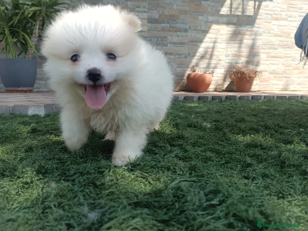 Pomerania perros en venta: Pomerania toy blancos en Madrid - Anuncio 11