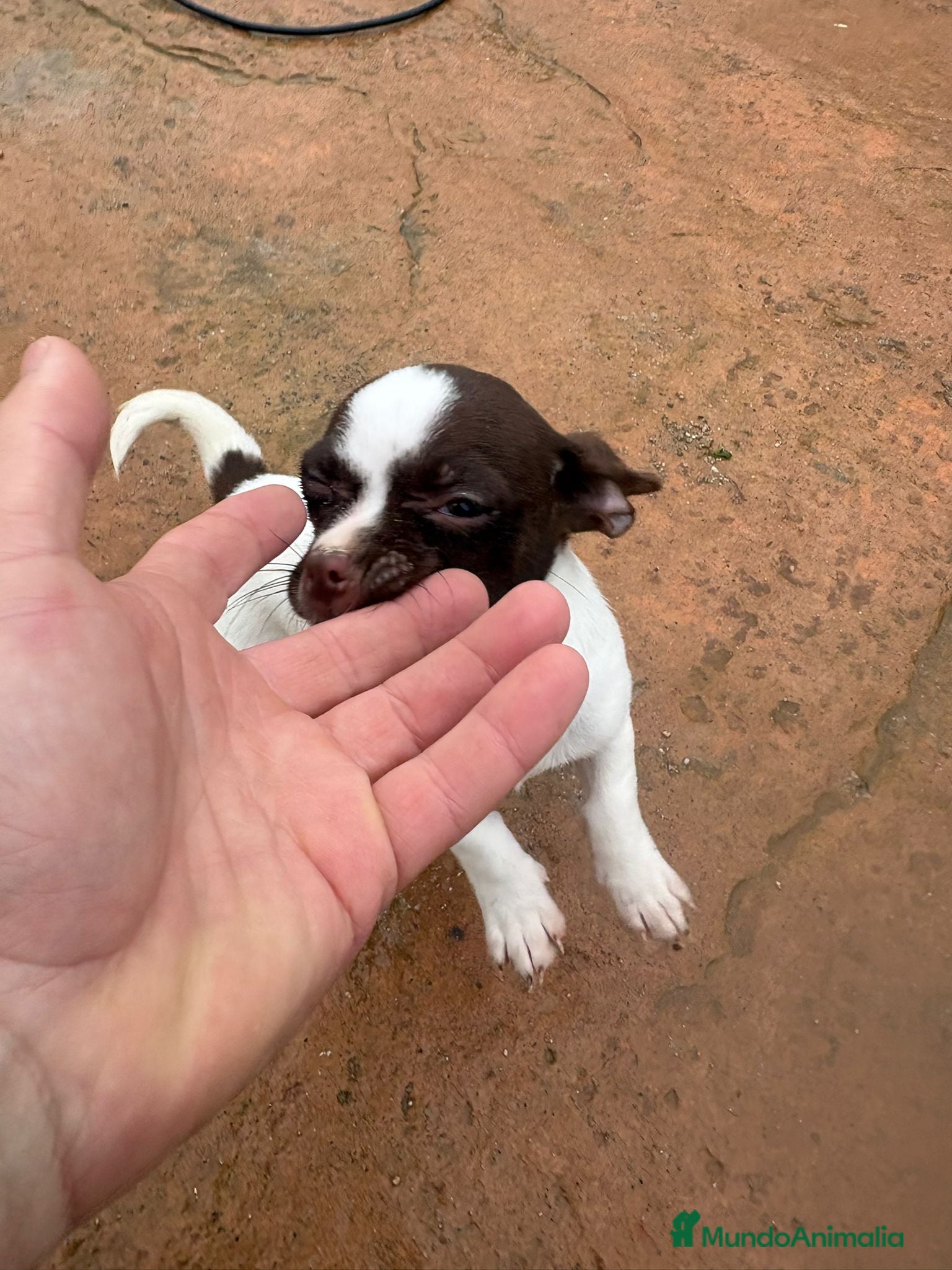 Chihuahua perros Chihuahua hembra  - Anuncio 1