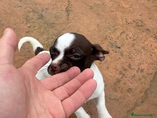 Chihuahua perros Chihuahua hembra - Anuncio 3