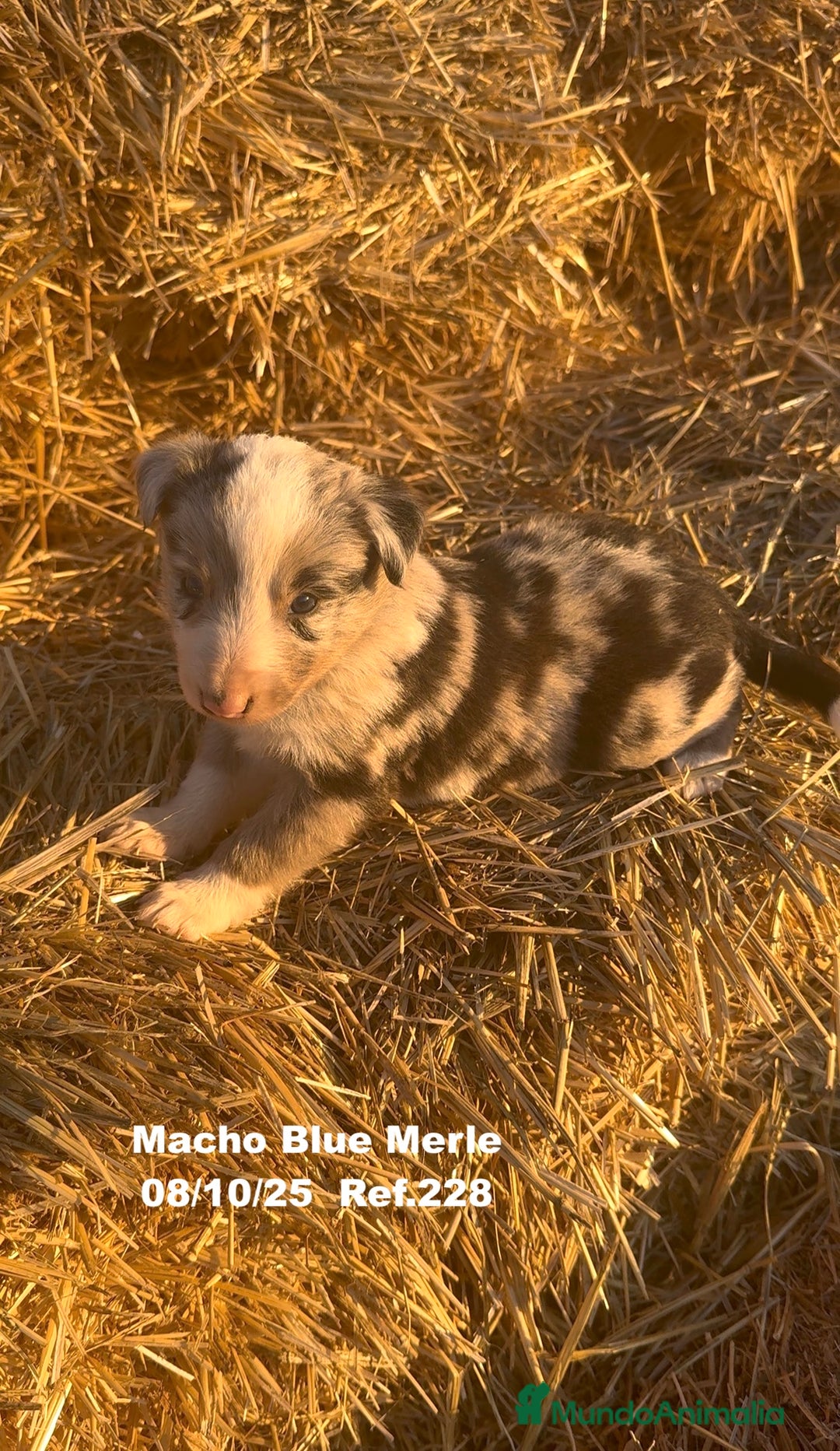 Border Collie perros en venta: Border Collie Blue Merle - Anuncio 27