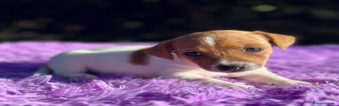 Jack Russell Terrier Cachorro 1