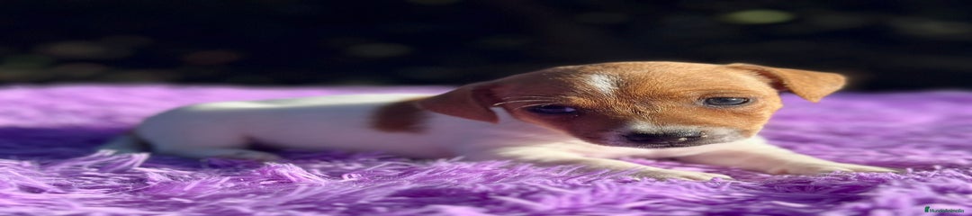 Jack Russell Terrier Cachorro 1