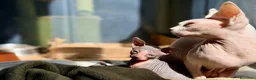 Sphynx gatos en venta: Sphynx blancos y bicolor - Anuncio 15