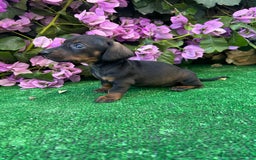 Teckel Miniatura perros en venta: teckel mini  - Imagen 3