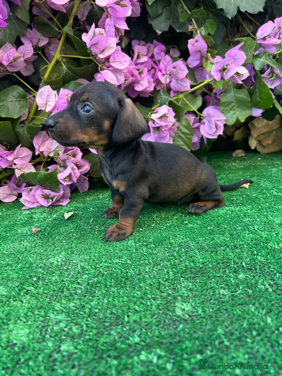 Teckel Miniatura perros en venta: teckel mini  - Imagen 3