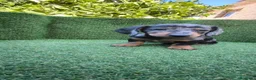 Teckel Miniatura perros en venta: teckel miniatura arlequín y varios colores  - Anuncio 7
