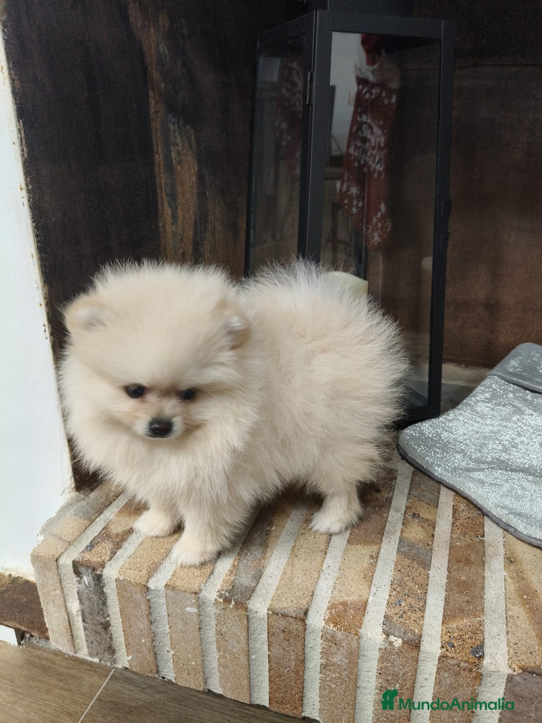 Pomerania perros en venta: Lulú Pomerania ♂️♀️ - Imagen 3