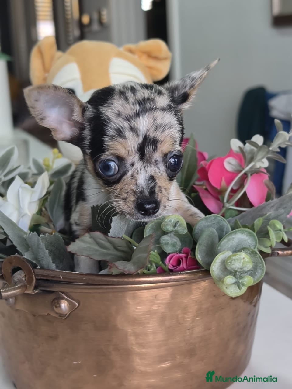 Chihuahua perros Chihuahua mini merlé  - Anuncio 1