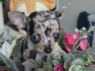 Chihuahua perros Chihuahua mini merlé - Anuncio 1