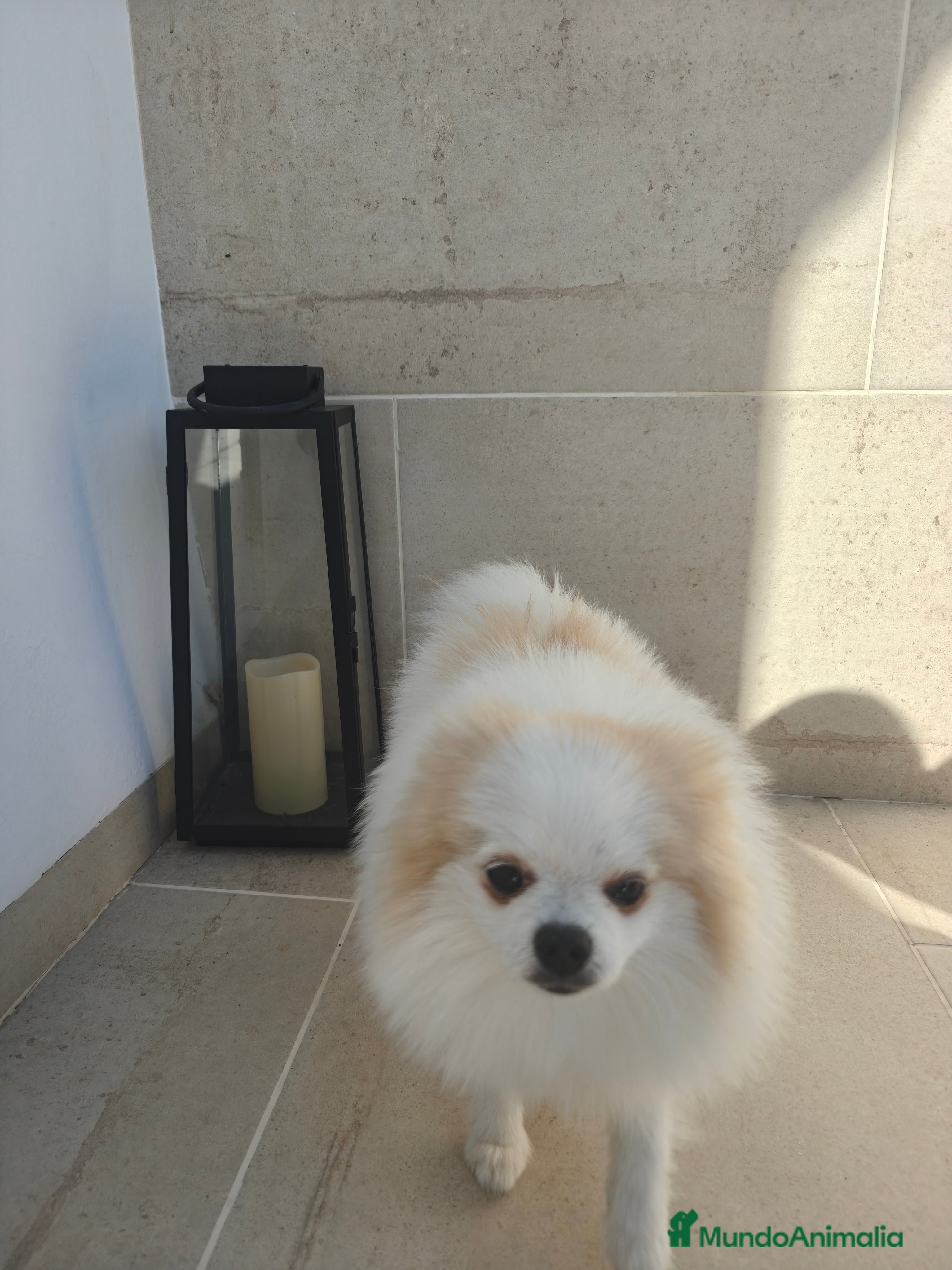 Pomerania perros Pomerania pedigree 7meses - Anuncio 21
