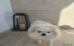 Pomerania perros en venta: Pomerania pedigree 7meses - Imagen 1