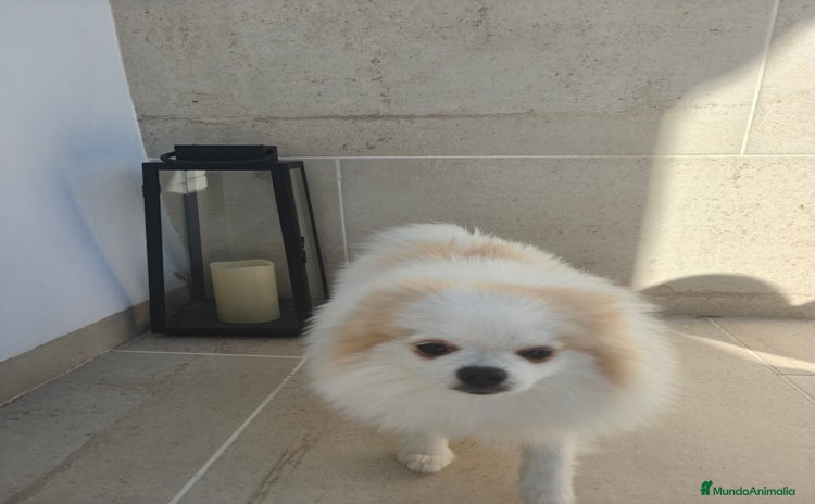 Pomerania perros - Anuncio 5