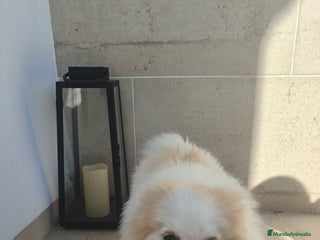 Pomerania perros - Anuncio 4