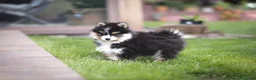 Pomsky perros en venta: Pomsky toy F3 - Anuncio 5