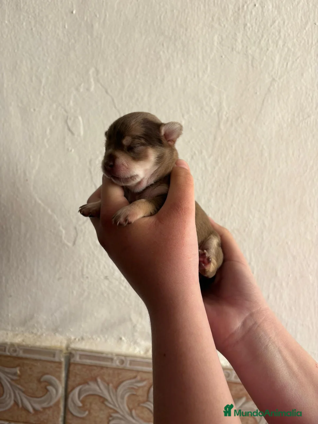 Chihuahua perros en venta: Chihuahuas en Murcia - Anuncio 1