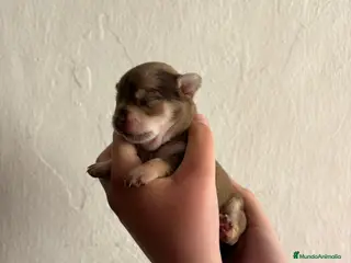 Chihuahua perros Chihuahuas - Anuncio 1