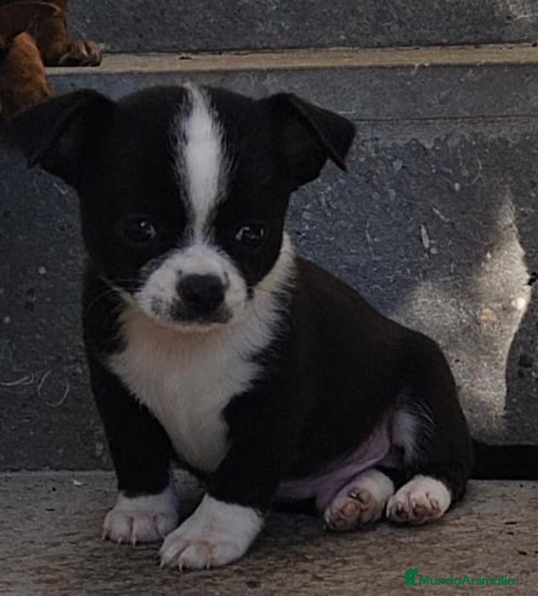 Chihuahua perros en venta: Chihuahua Mini y toy - Anuncio 3