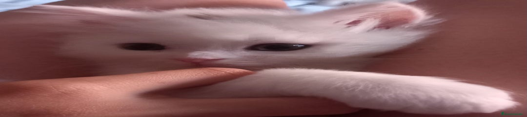 Persa Gatito 1