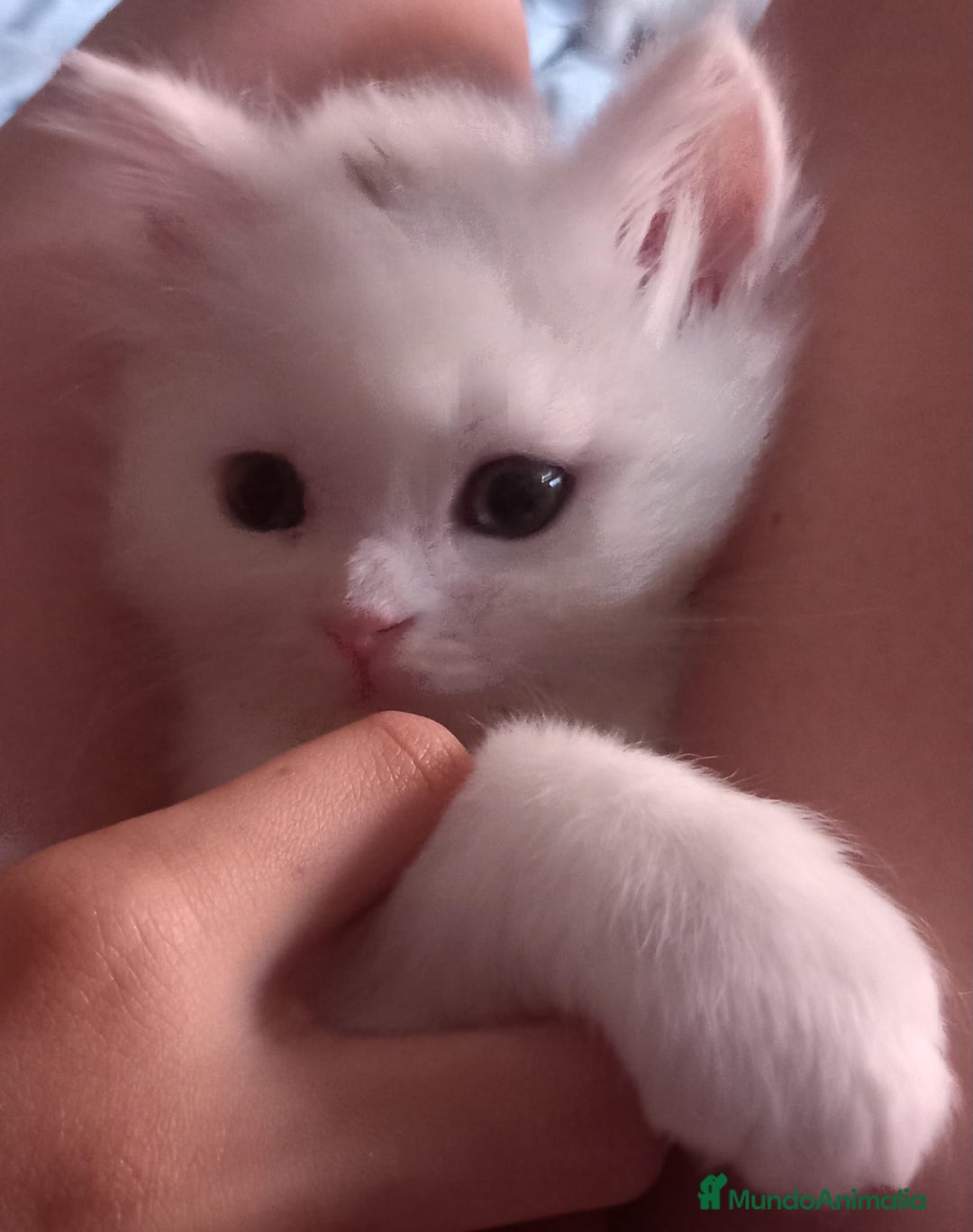 Persa gatos en venta: Gata persa - Imagen 5