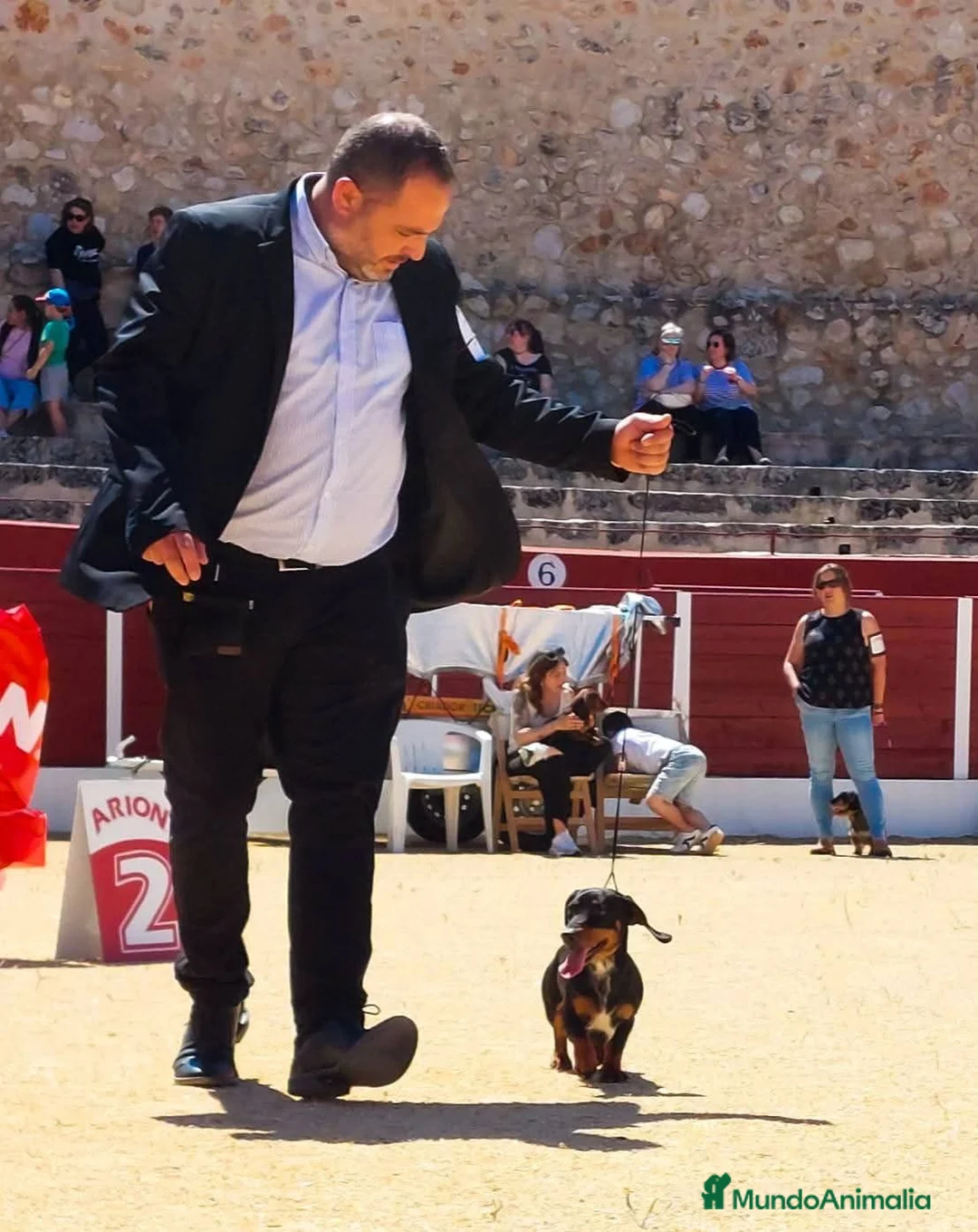 Teckel Miniatura perros en venta: Teckel Miniatura  - Anuncio 1