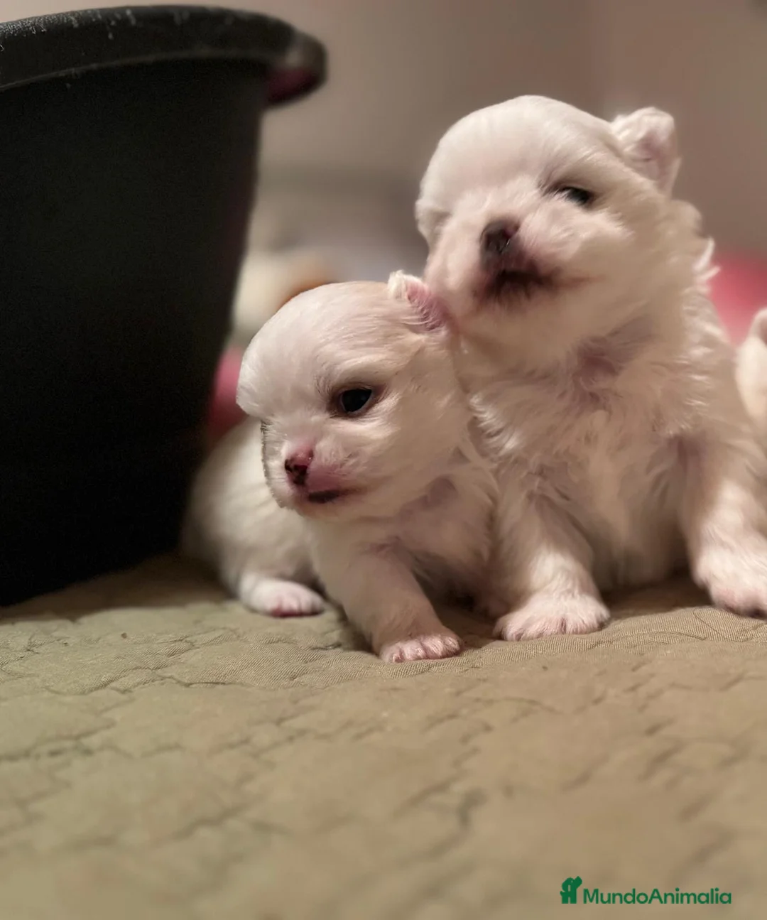 Pomchi perros en venta: Pomchi bebés disponibles - Anuncio 11