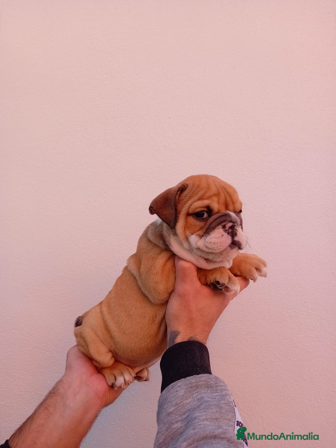 Bulldog Inglés perros en venta: Burló inglés  - Anuncio 8