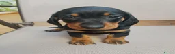 Teckel Miniatura perros en venta: Teckel Miniatura - Anuncio 7