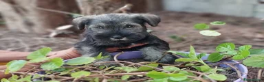 Schnauzer Miniatura Cachorro 4