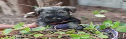 Schnauzer Miniatura perros en venta: Cadells de SCHNAUZER MINI SAL I PEBRE,  - Anuncio 3