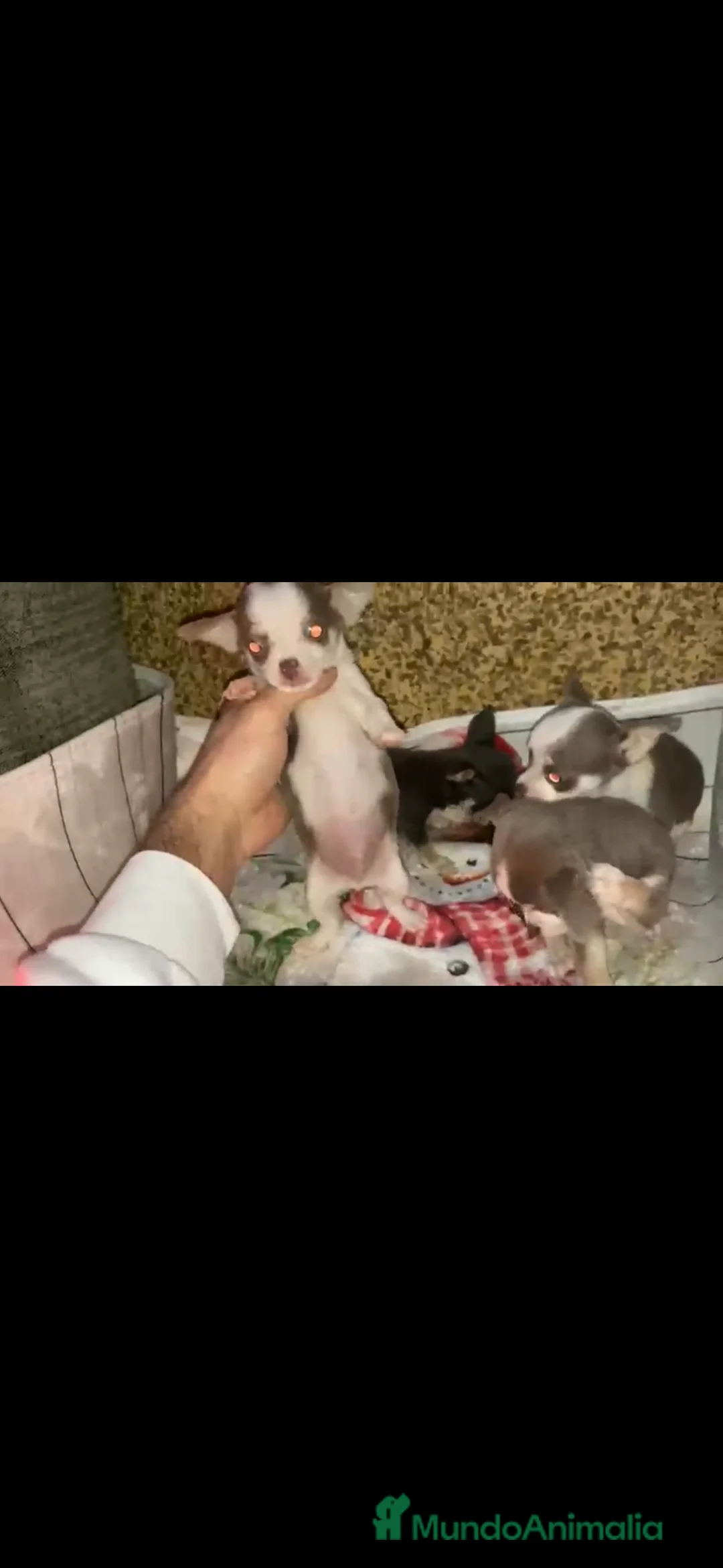 Chihuahua perros en venta: Chihuahuas machos - Anuncio 2