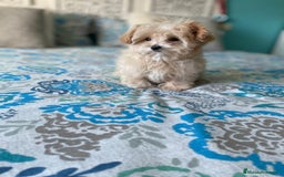 Maltipoo perros en venta: Maltipoo - Imagen 2
