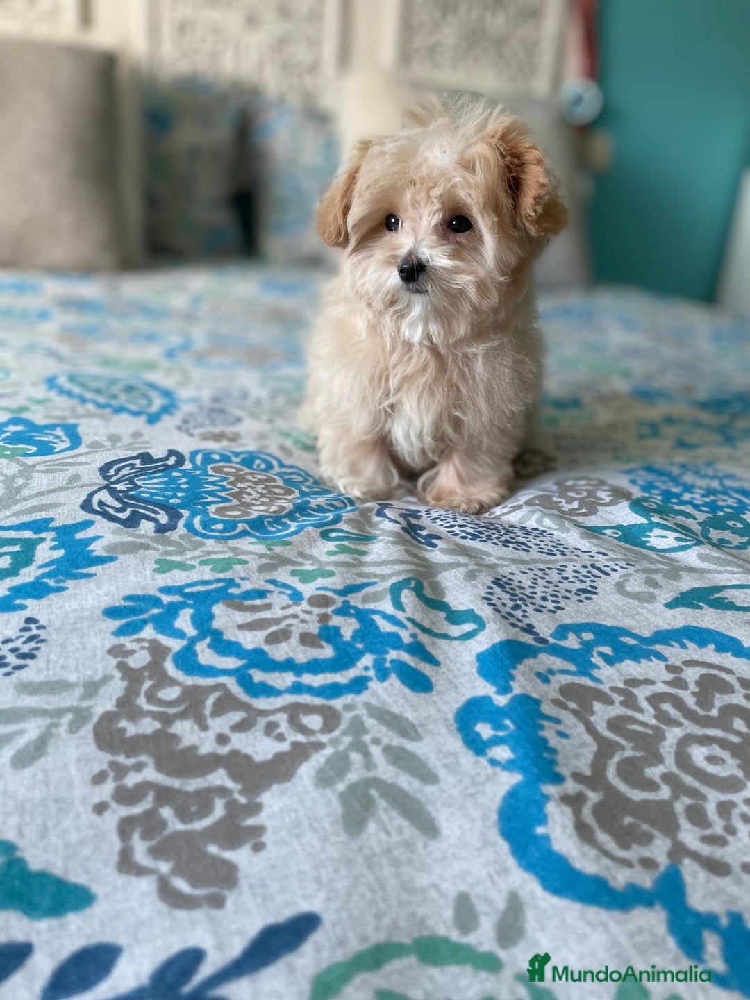 Maltipoo perros en venta: Maltipoo - Imagen 2