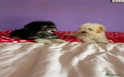 Caniche Toy perros en venta: Caniches toy !! - Imagen 3