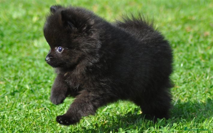 Pomerania perros Precioso Pomerania negro - Anuncio 2