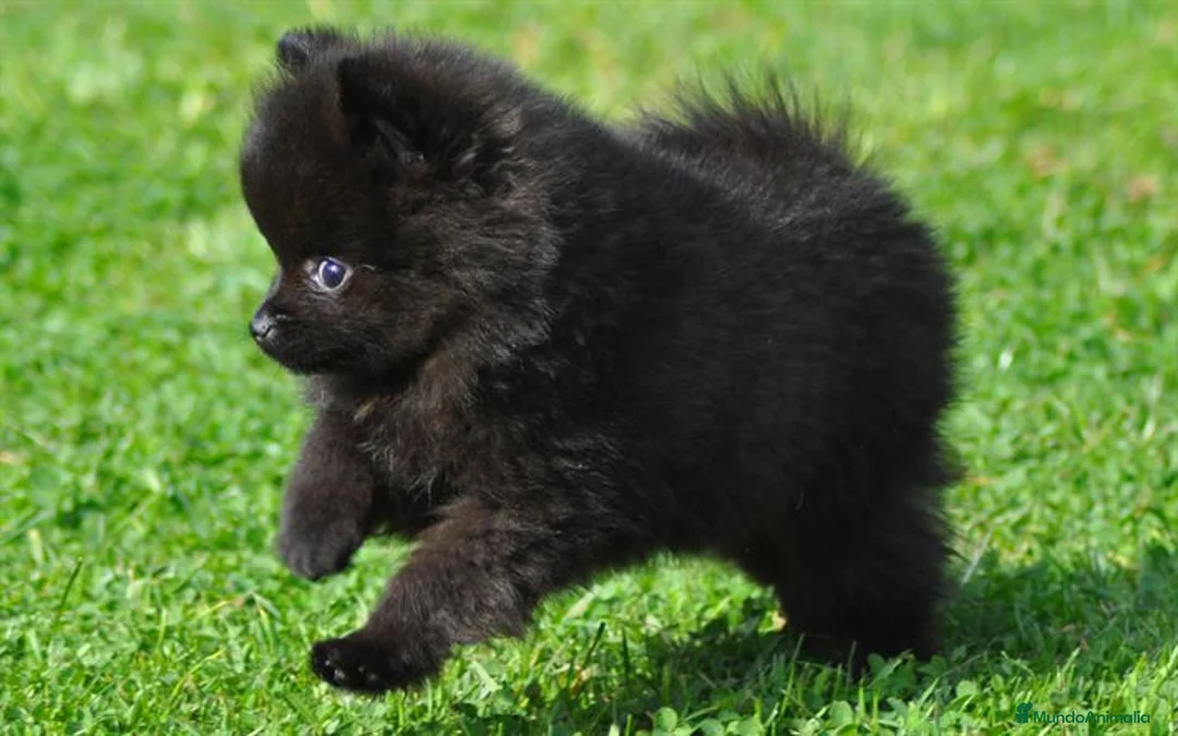 Pomerania perros en venta: Precioso Pomerania negro - Anuncio 1