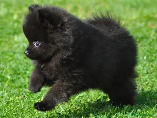 Pomerania perros Precioso Pomerania negro - Anuncio 2