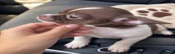 Chihuahua perros en venta: Cachorritos chihuahua toy azules y choco - Anuncio 2