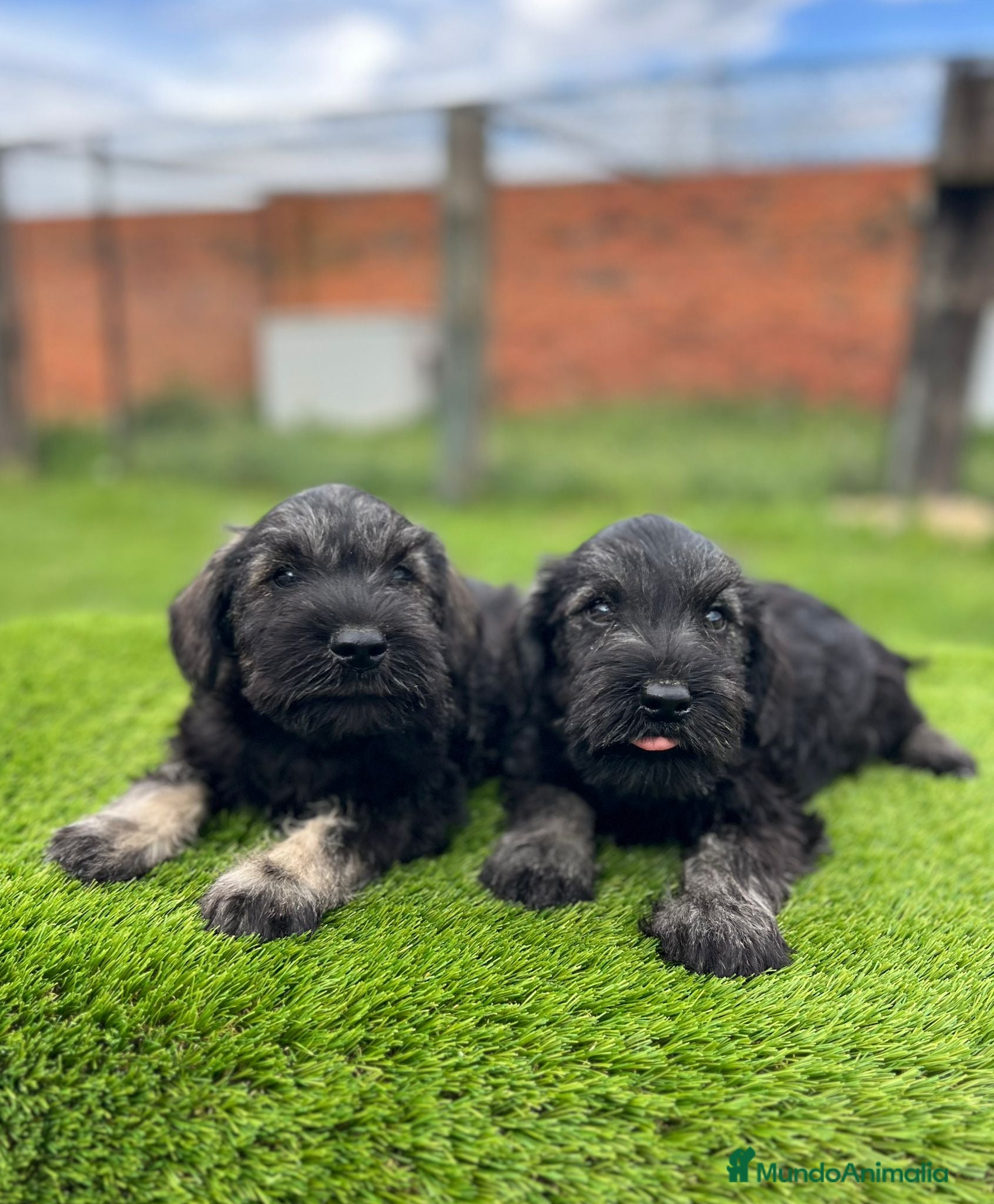Schnauzer Miniatura perros Schnauzer miniatura  - Anuncio 2