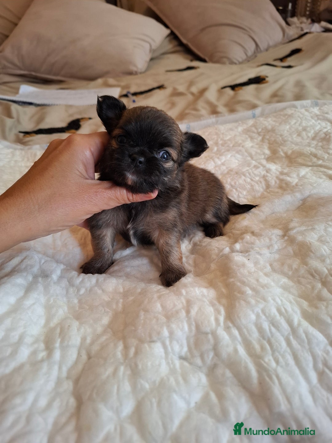 Chihuahua perros en venta: Precioso chihuahua de pelo largo - Imagen 3
