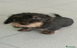 Teckel perros en venta: TECKEL PELO DURO - Imagen 1