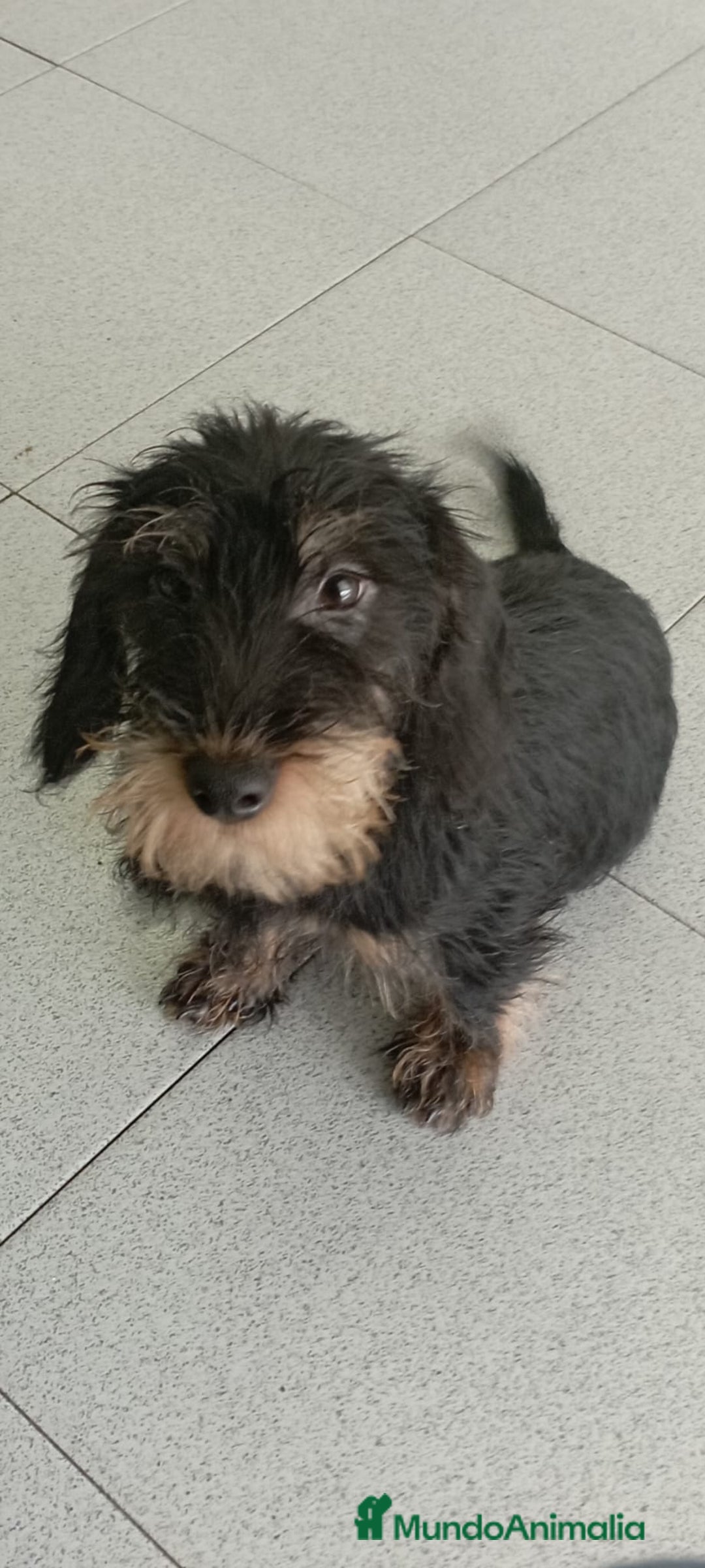 Teckel perros en venta: TECKEL PELO DURO - Imagen 1