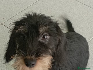 Teckel perros - Anuncio 15