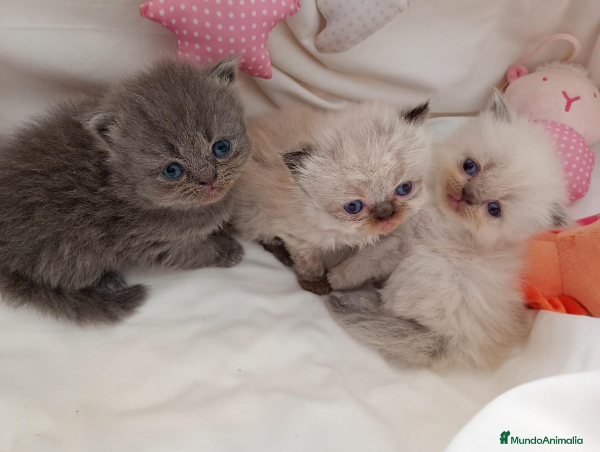 Persa gatos Gatitos persa y malayo - Anuncio 2