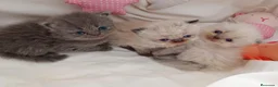Persa gatos en venta: Gatitos persa y malayo - Anuncio 7