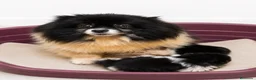 Pomerania perros en venta: ÚLTIMA HEMBRA POMERANIA BLACK AND TAN - Anuncio 2